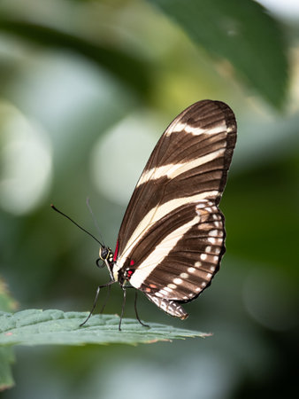 A vertical shot of a beautiful butterfly on a leaf in the blurred backgroundの写真素材