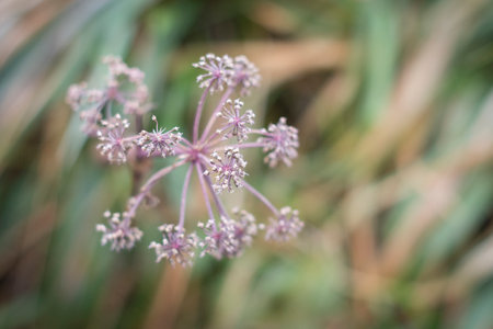A closeup shot of an autumn plant on a blurred background