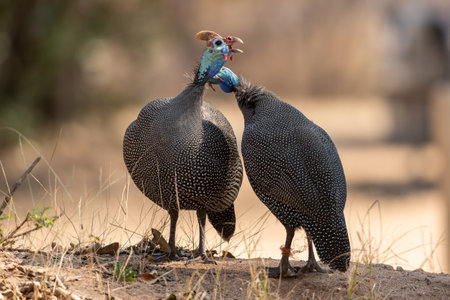 A couple of cute Helmeted Guinea Fowlsの写真素材