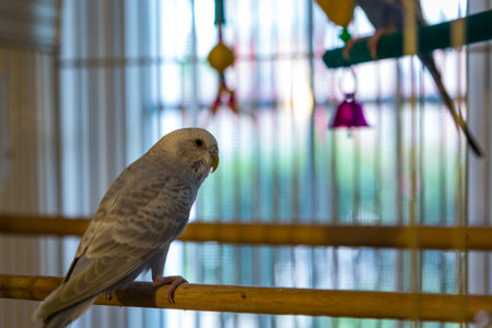 A closeup shot of a parrot in a cage in a houseの写真素材