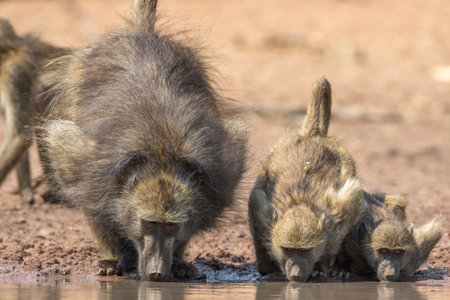 A family of monkeys drinking water from a lakeの写真素材