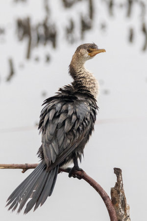 A vertical selective focus of a Reed cormorant bird perched on a tree branch on a blurred backgroundの写真素材