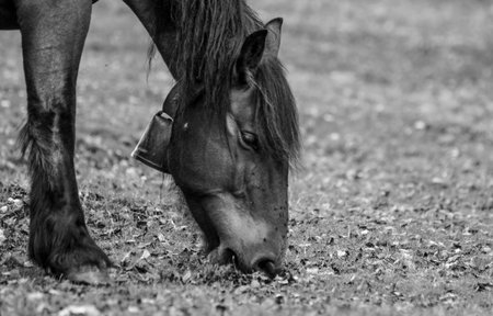 A grayscale shot of a horse grazing in a meadowの写真素材