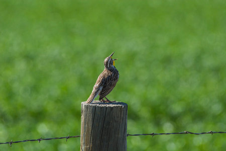 A Meadowlark bird perched on the wooden post against a green backgroundの写真素材