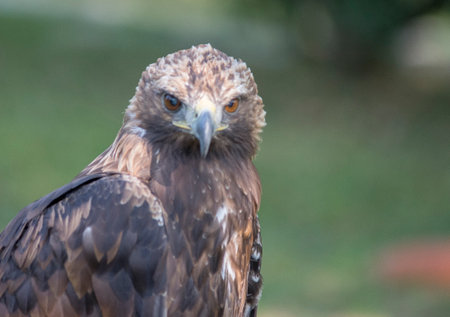 A closeup shot of a wild eagle on a blurred background