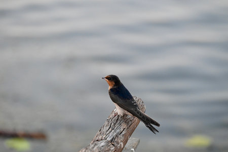 A closeup of a swallow bird standing on a dry tree log with a lake in the backgroundの写真素材