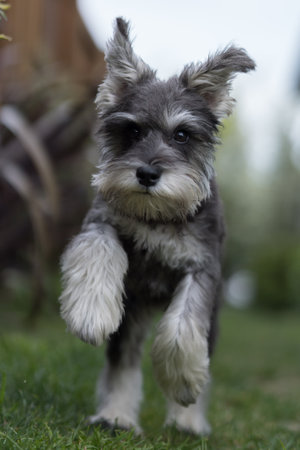 A selective of a miniature Schnauzer running in the parkの写真素材