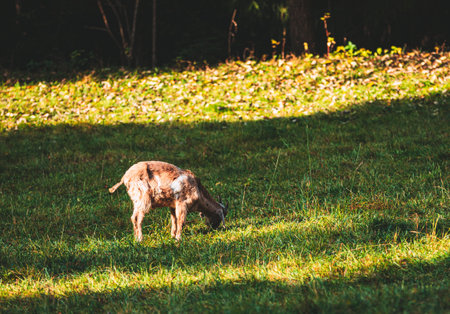 The goat grazing in the green field.の写真素材