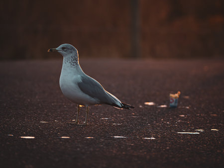 A seagull standing guard next to its cream coneの写真素材