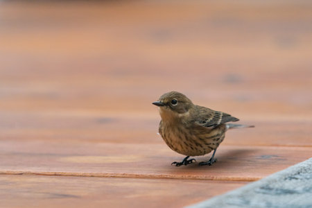 A closeup shot of a birdの写真素材