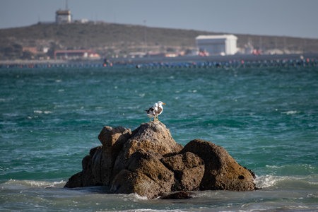 The two seagulls on the stones over the water surface with an urban area in the background