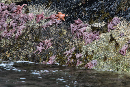 A scenic view of a number of starfish on rocks next to a lake