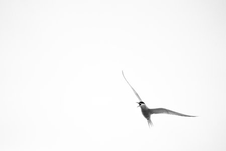 A scenic view of a bird flying in the skyの写真素材
