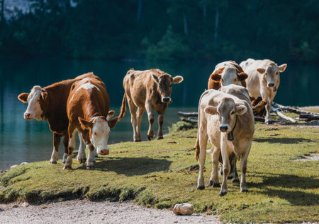 A group of cute cows grazing on a meadow near a lakeの写真素材
