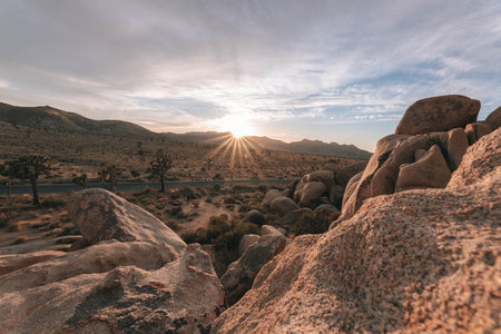The beautiful shot of the Joshua treeの写真素材