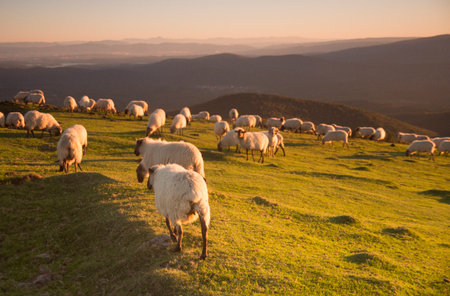 sheeps grazing in the countryside at sunsetの写真素材