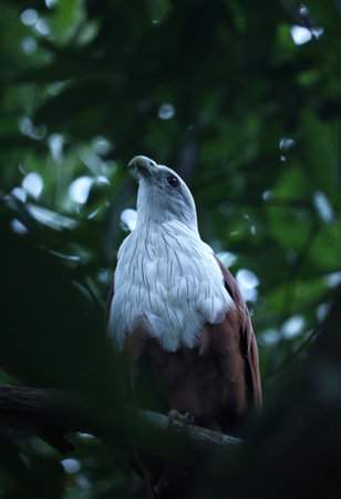 A vertical shot of a brahminy kite bird perched on a tree branchの写真素材