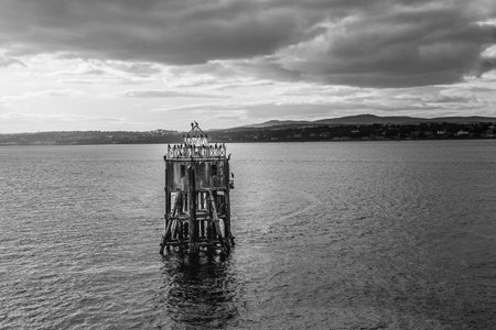 A grayscale Mesmerizing view of a wooden Old Lighthouse on the River Tay in Scotlandの写真素材