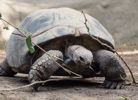 A closeup shot of a beautiful turtle in its habitatの写真素材