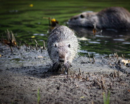 Horizontal photo of Amerrican nutria (myocastor coypus)の写真素材