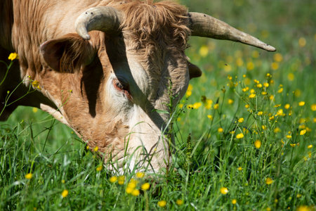 cow eating grass in a sunny meadow