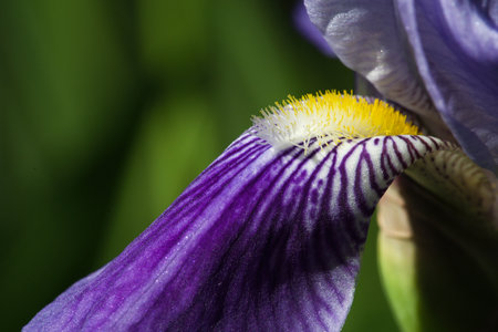 A closeup shot of a beautiful Iris blooming in the garden