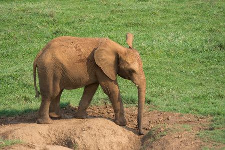 A baby elephant in a field covered in the grass under the sunlightの写真素材