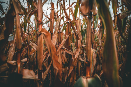 A low angle shot of the Herbst in a natural beautiful rural field in the day lightの写真素材