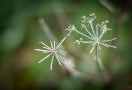 A closeup shot of a dry plant on blurred backgrouの写真素材