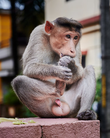 A selective of a monkey in a parkの写真素材