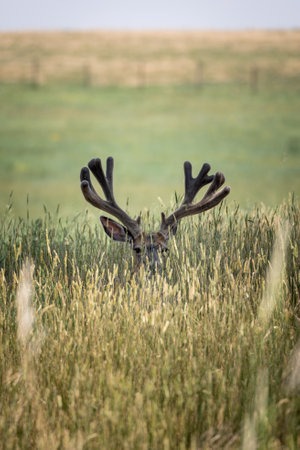 A vertical shot of a deer in an agricultural fieldの写真素材