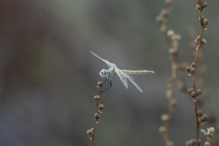 A macro shot of a dragonfly on a dried wildflower in a gardenの写真素材
