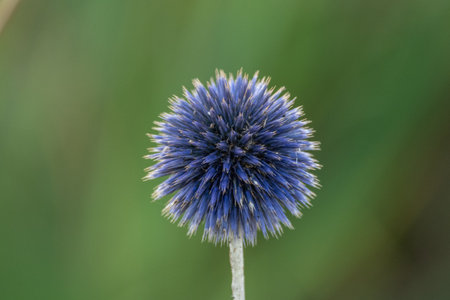 A shallow focus of a purple bastard burdock with blurry background