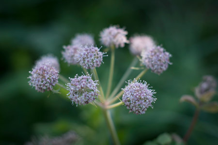 A closeup shot of a plant on a blurred background