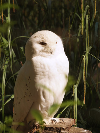 A closeup of a white owl perched on wood on a bright sunny dayの写真素材