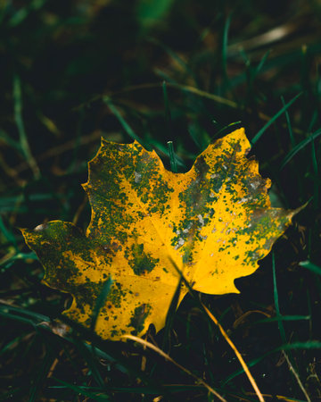 A closeup shot of a yellow fallen leaf of autumn on grass with a blurry backgroundの写真素材