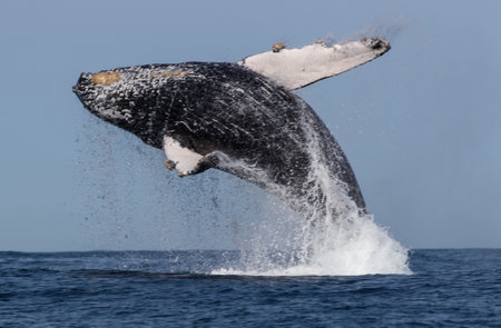 A scenic view of a whale swimming and jumping in the oceanの写真素材