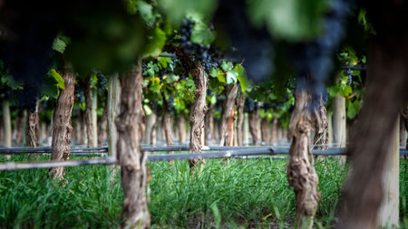 A view of thin tree trunks in the green grass field on a light dayの写真素材