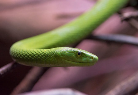 A closeup shot of a green arboreal snakeの写真素材