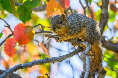 A closeup of a cute squirrel on a tree branch outdoors during daylightの写真素材