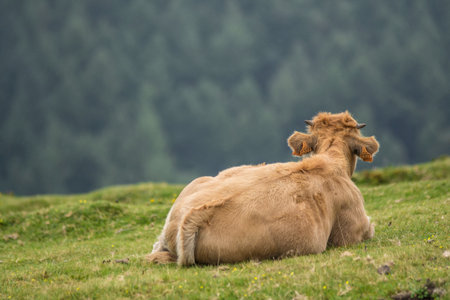 A closeup of a cow lying on a hill covered in greenery in the Basque Country, Spainの写真素材