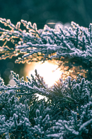 A selective focus of snow-covered fir leaves against a bright blurry sunlightの写真素材
