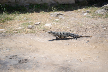 A closeup shot of an iguana of the Yucatan in Mexicoの写真素材