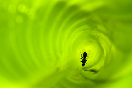 A closeup of the fly inside a carnivorous plant.の写真素材