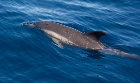 A closeup shot of a dolphin swimming in the seaの写真素材