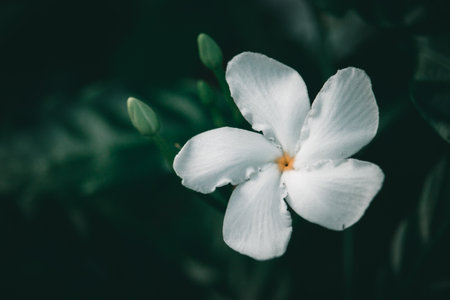 A close-up shot of a white Jasmineの写真素材