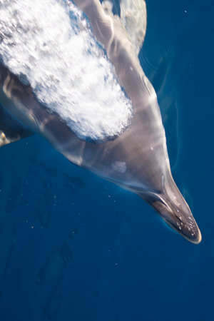 A dolphin swimming fast underwaterの写真素材