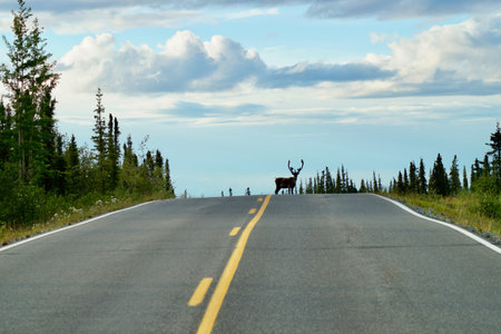 A view of an elk at the end of the road near the forestの写真素材