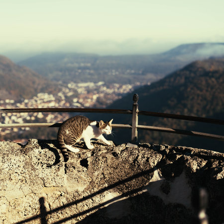 A beautiful view of a street cat on the top of stony high building and mountains in the backgroundの写真素材