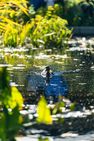 A vertical shot of a goose on the mossy lakeの写真素材